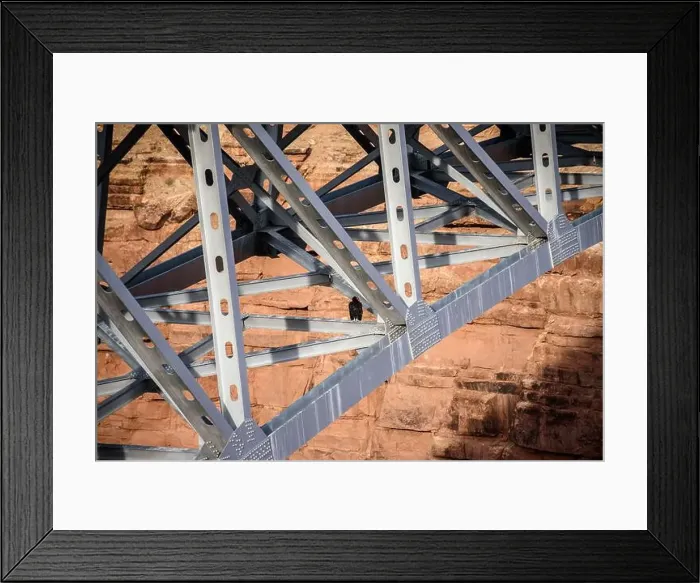 Framed Print : A majestic California condor sitting on the beams of the Navajo Bridge in Arizona Framed Print : A majestic California condor sitting on the beams of the Navajo Bridge in Arizona