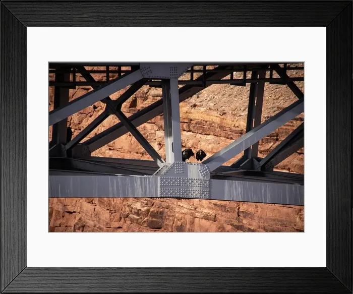 Framed Print : A pair of California condors sit perched on the structural beams of Navajo Bridge in Arizona Framed Print : A pair of California condors sit perched on the structural beams of Navajo Bridge in Arizona