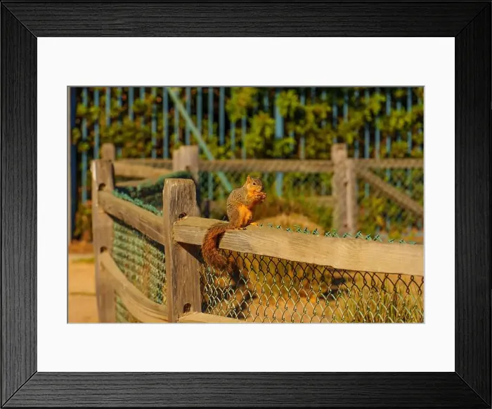 Framed Print : Squirrel perched on a wooden fence, enjoying food, surrounded by a scenic outdoor environment in California Framed Print : Squirrel perched on a wooden fence, enjoying food, surrounded by a scenic outdoor environment in California