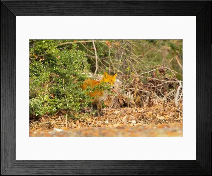 Framed Print : Red fox in New Jersey forest
