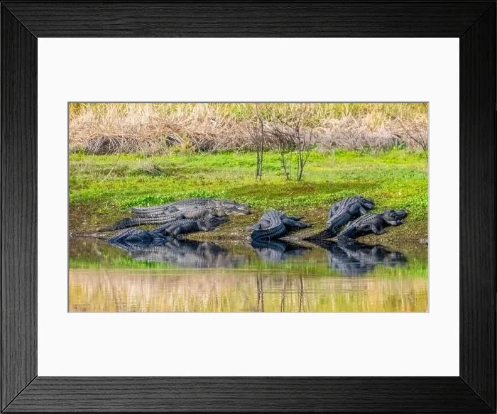 Framed Print : American Alligators on the bank of the Myakka River in Myakka River State Park in Sarasota Florida USA Framed Print : American Alligators on the bank of the Myakka River in Myakka River State Park in Sarasota Florida USA