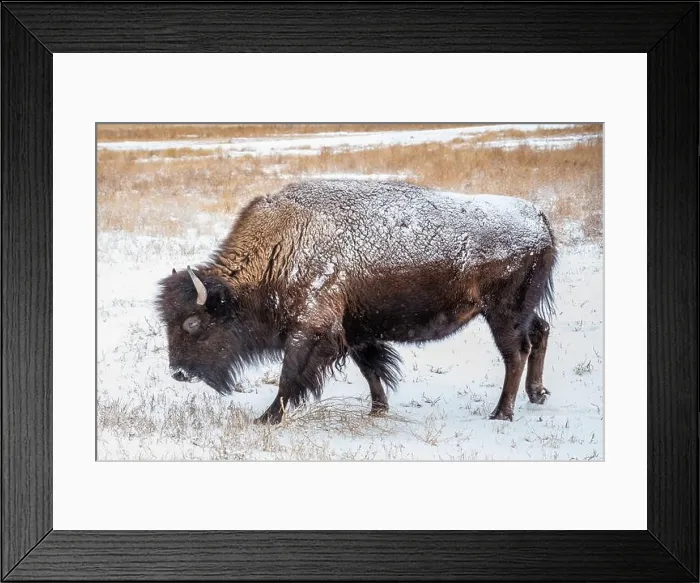 Framed Print : The full body of a snow covered bison standing in a snowy grass field Framed Print : The full body of a snow covered bison standing in a snowy grass field