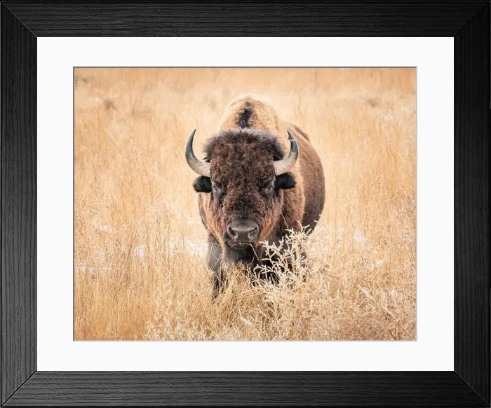 Framed Print : Bison looking straight ahead standing in a snowy tall grass field Framed Print : Bison looking straight ahead standing in a snowy tall grass field