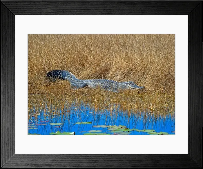 Framed Print : Alligator Resting in the Marsh Grasses in the St Marks National Wildlife Refuge in Florida Framed Print : Alligator Resting in the Marsh Grasses in the St Marks National Wildlife Refuge in Florida
