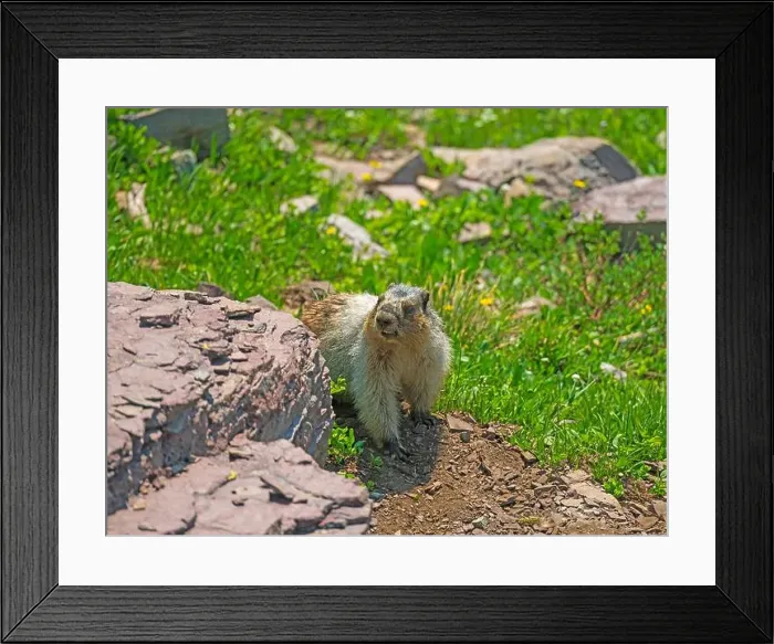 Framed Print : Hoary Marmot Wandering an Alpine Meadow Near Logan Pass in Glacier National Park in Montana