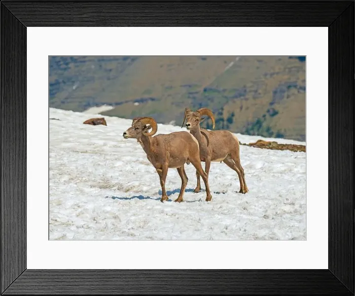 Framed Print : A Pair of Bighorn Sheep in Summer Snow Near Logan Pass in Glacier National Park in Montana Framed Print : A Pair of Bighorn Sheep in Summer Snow Near Logan Pass in Glacier National Park in Montana