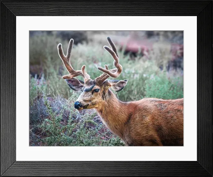 Framed Print : A close up of a Mule Deer about to chomp down on some woody twigs Framed Print : A close up of a Mule Deer about to chomp down on some woody twigs