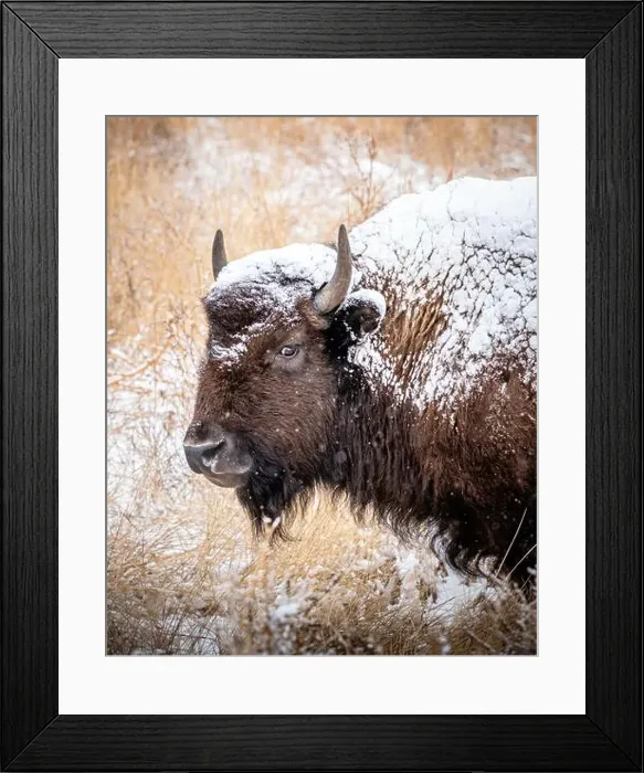 Framed Print : Portrait of a snow covered bison giving a side glance
