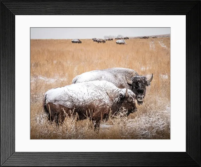 Framed Print : Two snow covered bison stand in a tall grass field Framed Print : Two snow covered bison stand in a tall grass field