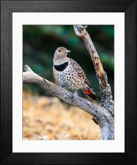 Framed Print : Northern flicker (Colaptes auratus) perching on a branch showing a calm expression and beautiful plumage Framed Print : Northern flicker (Colaptes auratus) perching on a branch showing a calm expression and beautiful plumage