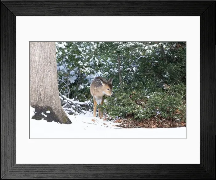 Framed Print : White-tailed deer fawn in winter woods. New Jersey, USA Framed Print : White-tailed deer fawn in winter woods. New Jersey, USA