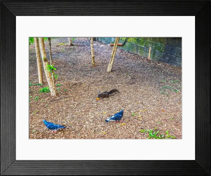 Framed Print : Black squirrel eating food on ground covered with wood chips Framed Print : Black squirrel eating food on ground covered with wood chips