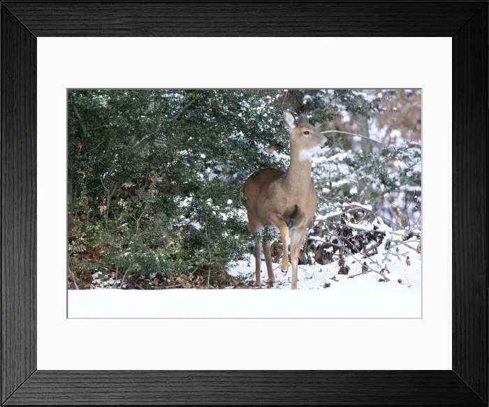 Framed Print : White-tailed deer doe in winter woods. New Jersey, USA Framed Print : White-tailed deer doe in winter woods. New Jersey, USA