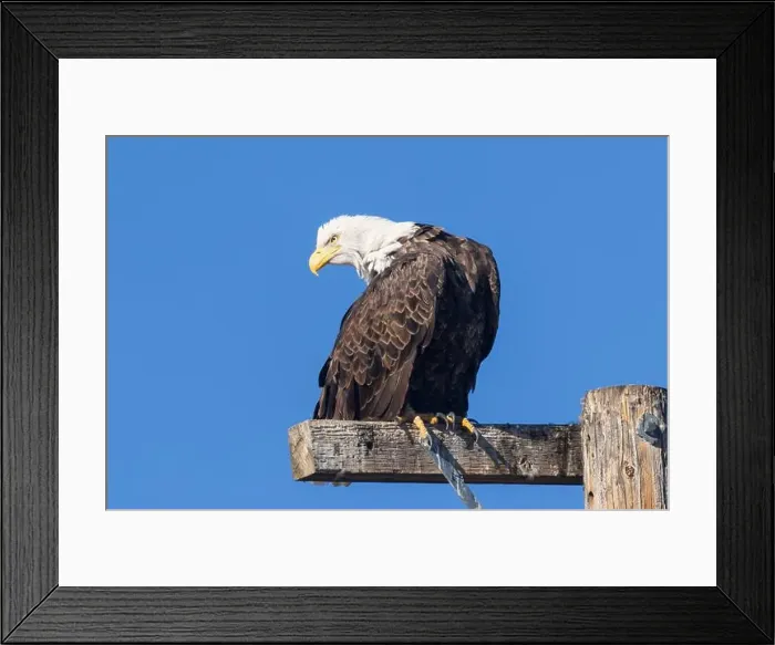 Framed Print : A majestic Bald Eagle (Haliaeetus leucocephalus) Framed Print : A majestic Bald Eagle (Haliaeetus leucocephalus)
