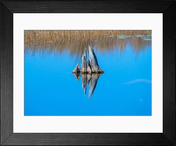 Framed Print : Reflections of an Old Tree Trunk in Calm Waters in the St Marks National Wildlife Refuge in Florida Framed Print : Reflections of an Old Tree Trunk in Calm Waters in the St Marks National Wildlife Refuge in Florida