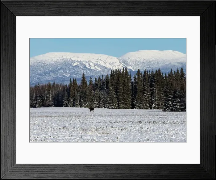 Framed Print : Moose standing in a snowy field with green pine trees