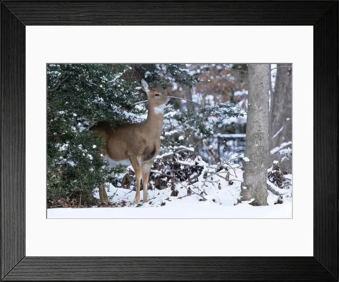 Framed Print : White-tailed deer doe in winter woods. New Jersey, USA