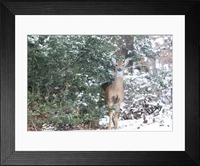 Framed Print : White-tailed deer doe in winter woods. New Jersey, USA Framed Print : White-tailed deer doe in winter woods. New Jersey, USA