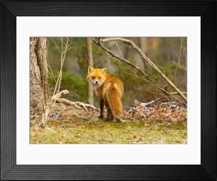 Framed Print : Red fox in New Jersey forest Framed Print : Red fox in New Jersey forest