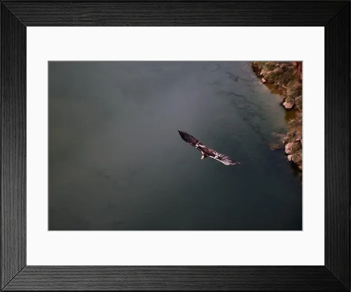 Framed Print : Stunning image of a California Condor in flight over the Colorado River in Marble Canyon, Arizona