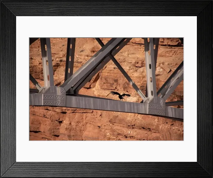 Framed Print : A stunning California condor flexing its wings perched on the Navajo Bridge in Arizona Framed Print : A stunning California condor flexing its wings perched on the Navajo Bridge in Arizona