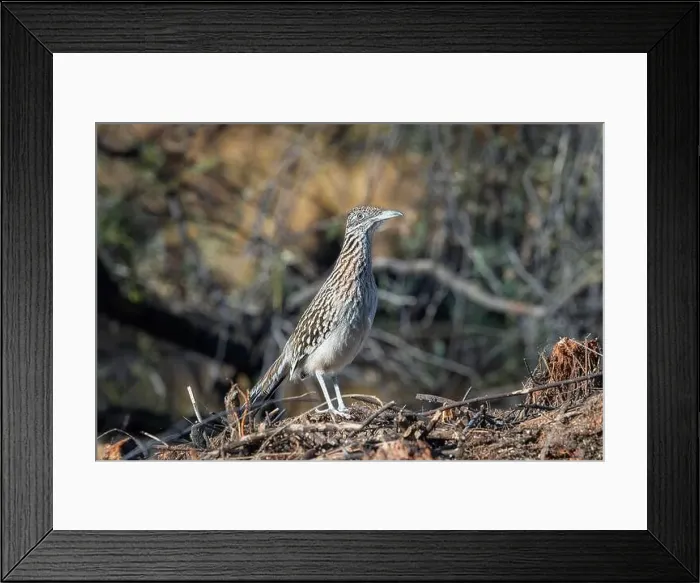 Framed Print : A female roadrunner in the Sonoran Desert near Phonix, Arizona Framed Print : A female roadrunner in the Sonoran Desert near Phonix, Arizona