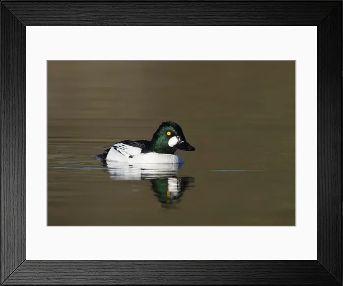 Framed Print : male Common Goldeneye (Bucephala clangula), Sacramento County California USA Framed Print : male Common Goldeneye (Bucephala clangula), Sacramento County California USA