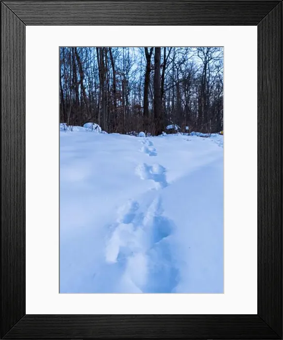 Framed Print : Whitetail deer tracks in deep snow in the woods in Warren County, Pennsylvania, USA on a winter day Framed Print : Whitetail deer tracks in deep snow in the woods in Warren County, Pennsylvania, USA on a winter day