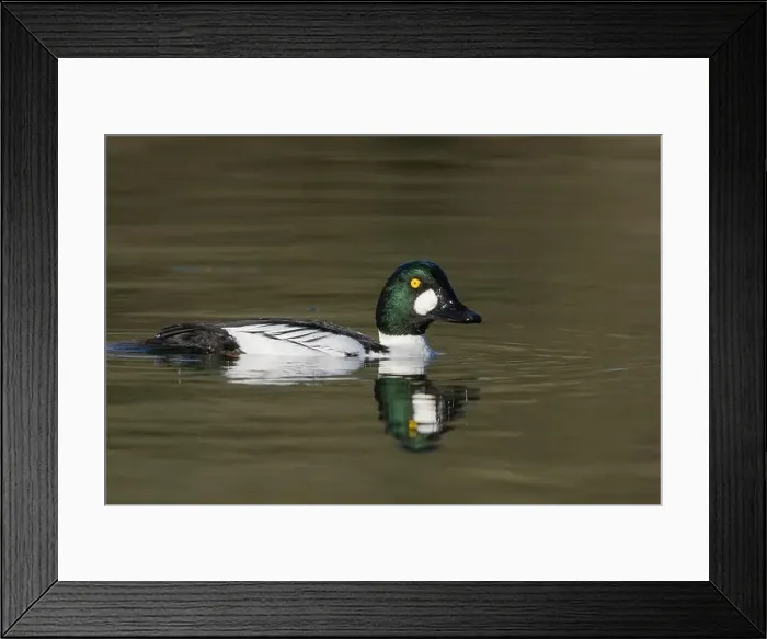 Framed Print : male Common Goldeneye (Bucephala clangula), Sacramento County California USA Framed Print : male Common Goldeneye (Bucephala clangula), Sacramento County California USA