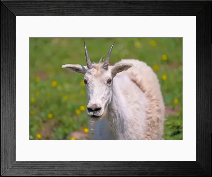 Framed Print : Close Frontal View of a Mountain Goat in Glacier National Park in Montana Framed Print : Close Frontal View of a Mountain Goat in Glacier National Park in Montana