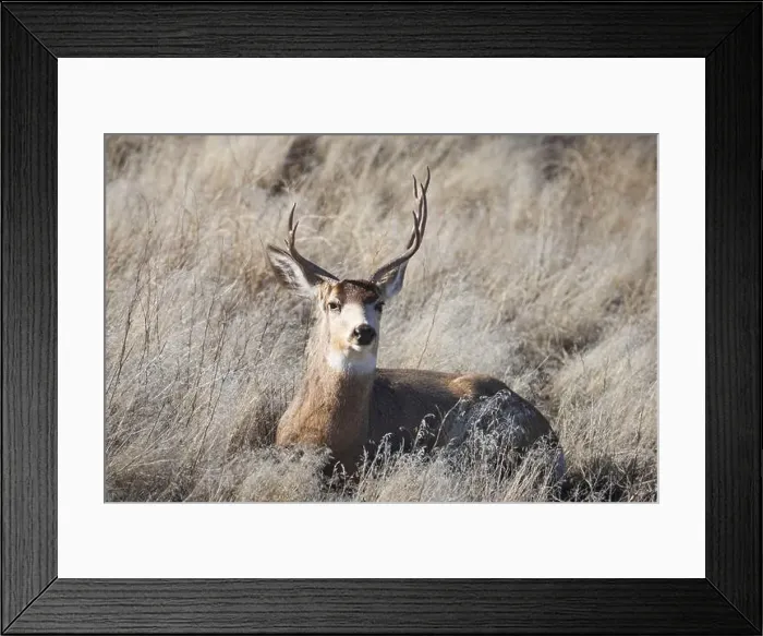 Framed Print : A unique Mule Deer (Odocoileus hemionus) Framed Print : A unique Mule Deer (Odocoileus hemionus)