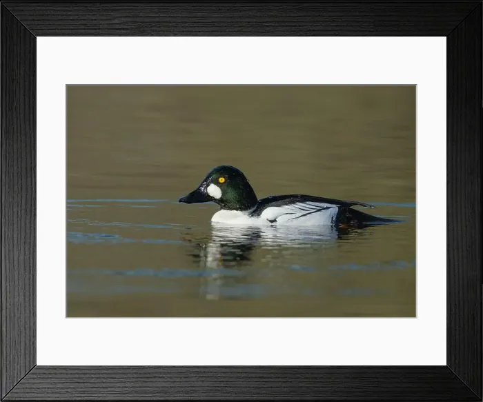 Framed Print : male Common Goldeneye (Bucephala clangula), Sacramento County California USA Framed Print : male Common Goldeneye (Bucephala clangula), Sacramento County California USA