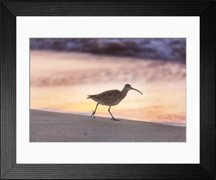 Framed Print : Ibis in a Everglades National Park, USA, Florida