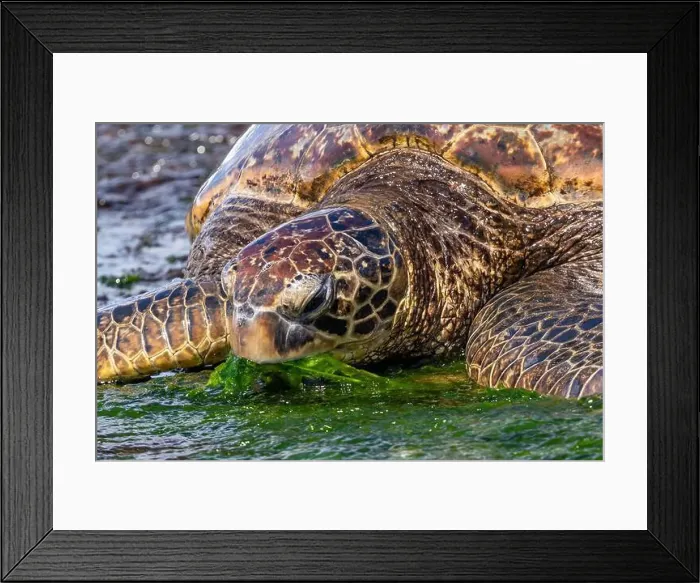 Framed Print : Closeup view of Green sea turtle (chelonia mydas) Framed Print : Closeup view of Green sea turtle (chelonia mydas)