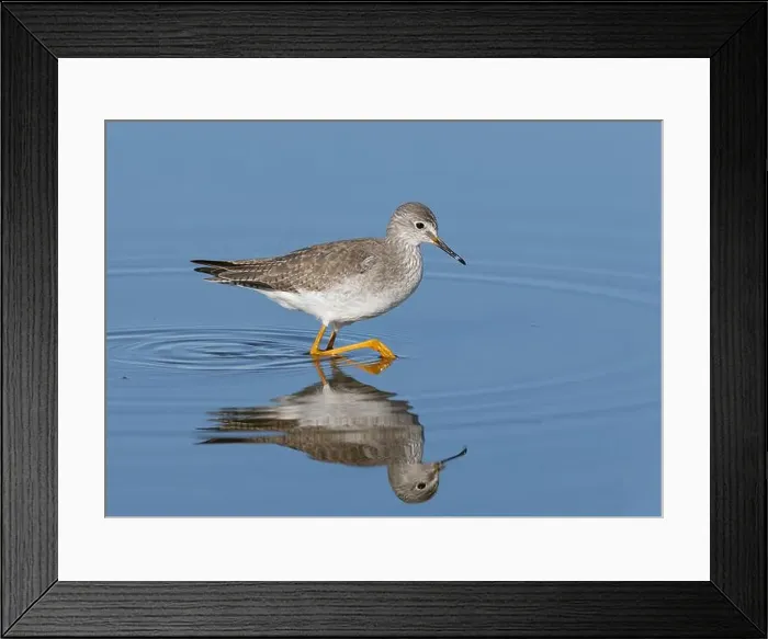 Framed Print : Lesser Yellowlegs (Tringa flavipes), Sacramento County California USA Framed Print : Lesser Yellowlegs (Tringa flavipes), Sacramento County California USA