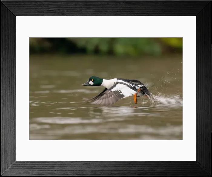 Framed Print : male Common Goldeneye (Bucephala clangula), Sacramento County California USA Framed Print : male Common Goldeneye (Bucephala clangula), Sacramento County California USA