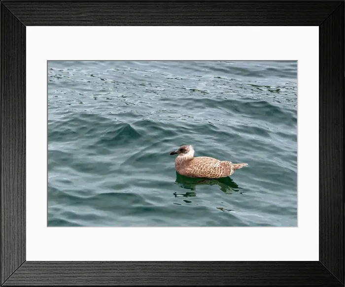 Framed Print : A juvenile gull swims in the waters of the Puget Sound, Washington, USA Framed Print : A juvenile gull swims in the waters of the Puget Sound, Washington, USA