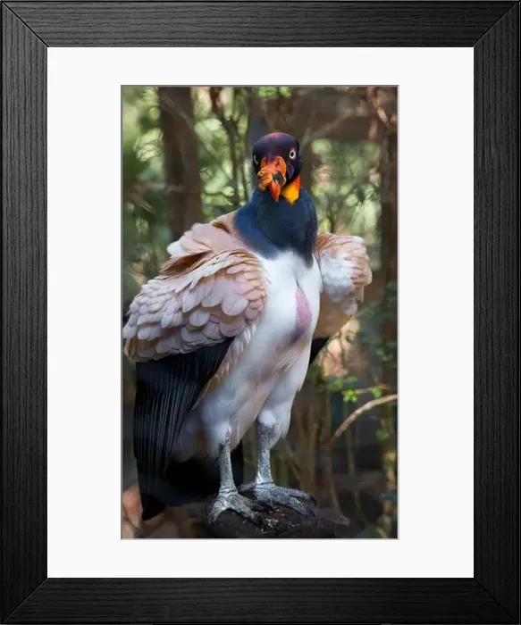 Framed Print : King Vulture. Seen in Brevard Zoo, Melbourne, FL, USA Framed Print : King Vulture. Seen in Brevard Zoo, Melbourne, FL, USA