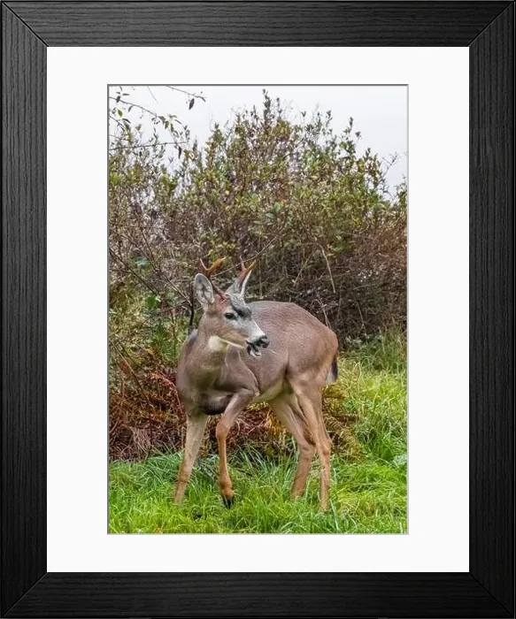 Framed Print : Columbian Black-tailed Deer, Odocoileus hemionus ssp Framed Print : Columbian Black-tailed Deer, Odocoileus hemionus ssp