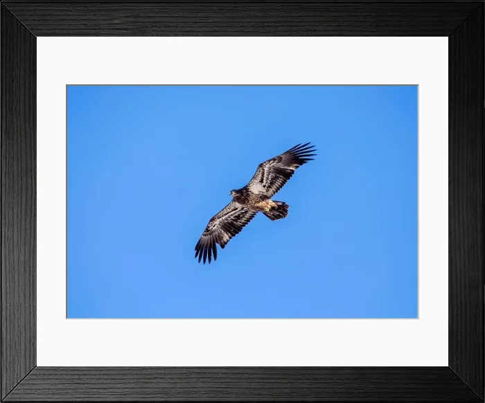 Framed Print : A juvenile bald eagle soaring in the clear blue sky on a winter day in Iowa, with copy space for text Framed Print : A juvenile bald eagle soaring in the clear blue sky on a winter day in Iowa, with copy space for text
