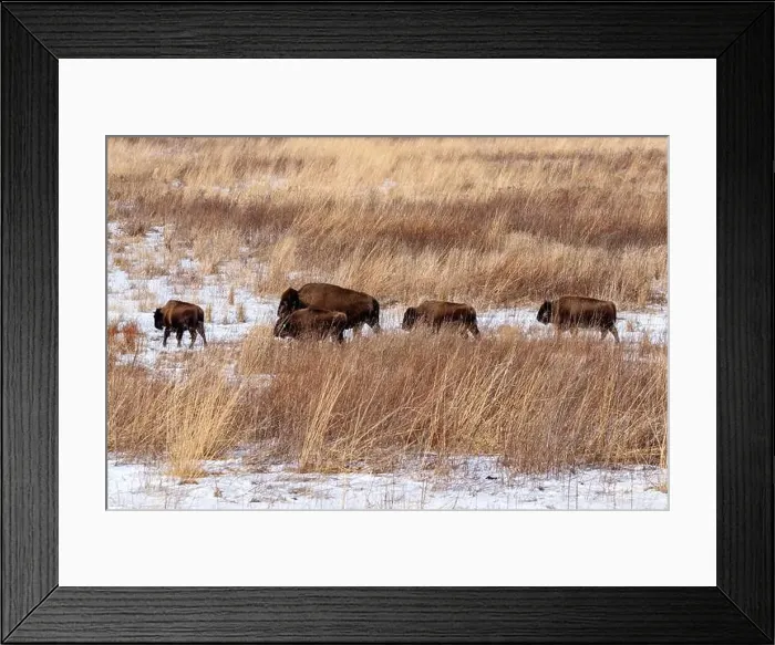 Framed Print : American Bison herd walking on a snow covered prairie in winter Framed Print : American Bison herd walking on a snow covered prairie in winter