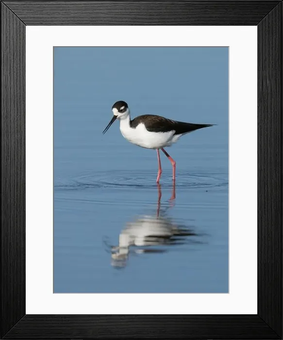 Framed Print : Black-necked Stilt (Himantopus mexicanus), Sacramento County California USA Framed Print : Black-necked Stilt (Himantopus mexicanus), Sacramento County California USA