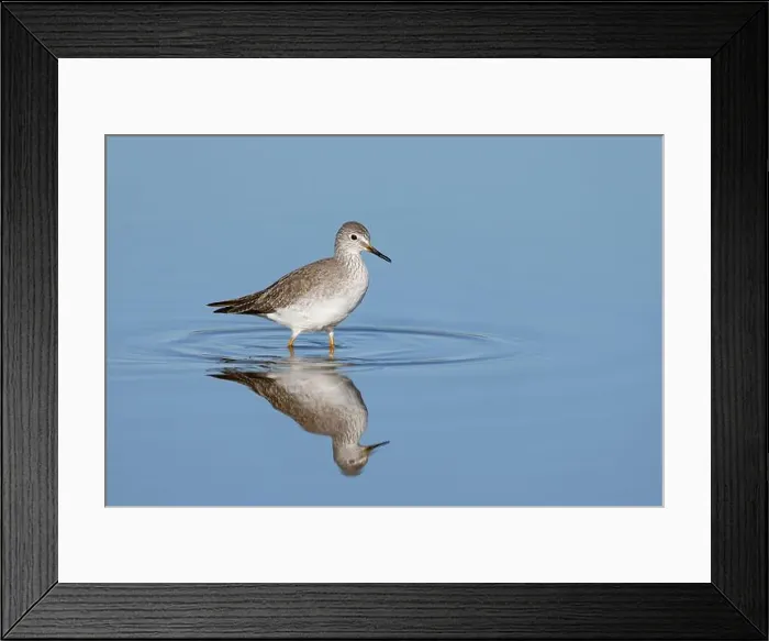 Framed Print : Lesser Yellowlegs (Tringa flavipes), Sacramento County California USA