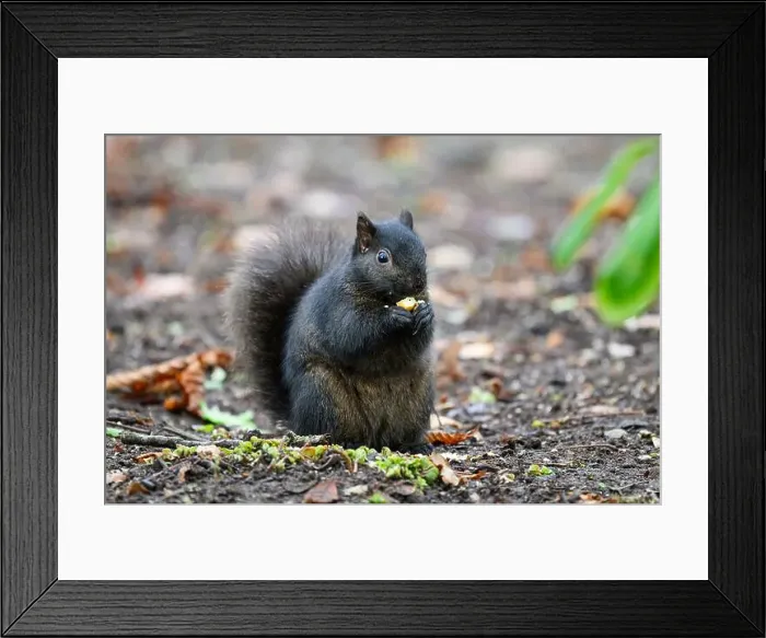Framed Print : Black melanism variant of eastern gray squirrel eating nut on ground Framed Print : Black melanism variant of eastern gray squirrel eating nut on ground