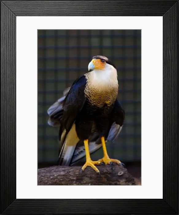 Framed Print : Crested Caracara (a.k.a. Mexican Eagle). Seen in Brevard Zoo, Melbourne, FL, USA Framed Print : Crested Caracara (a.k.a. Mexican Eagle). Seen in Brevard Zoo, Melbourne, FL, USA