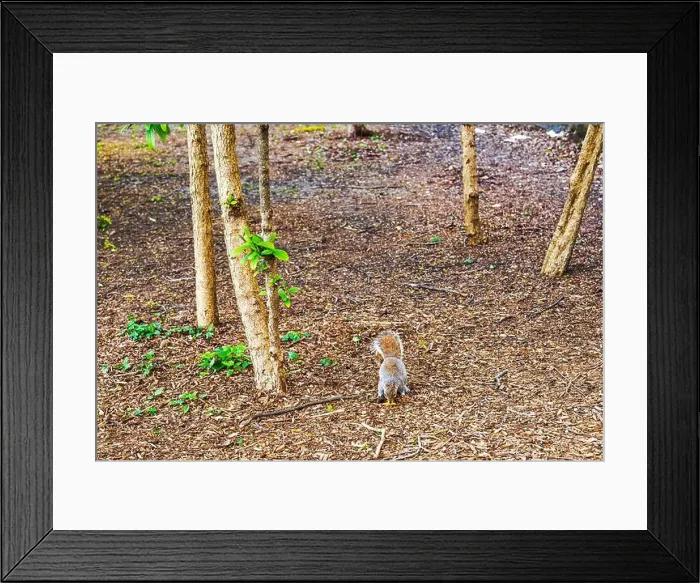 Framed Print : Gray squirrel eating food on ground covered with wood chips among trees in Central Park. New York. USA Framed Print : Gray squirrel eating food on ground covered with wood chips among trees in Central Park. New York. USA