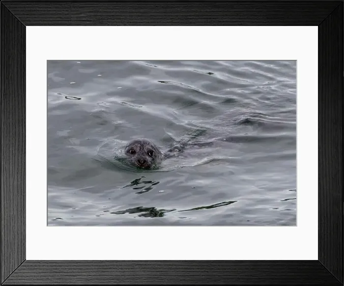 Framed Print : A harbor seal swims in the waters of the Puget Sound, Washington, USA Framed Print : A harbor seal swims in the waters of the Puget Sound, Washington, USA