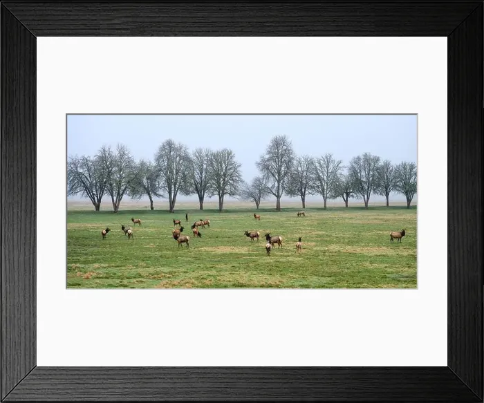 Framed Print : Panorama of elk herd on early winter morning with row of trees
