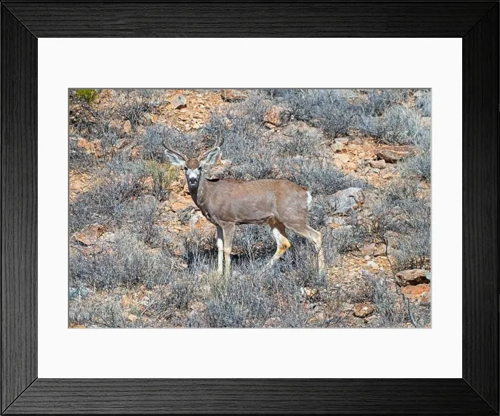 Framed Print : Mule Deer Stopping to Check Its Surroundings in the Organ Mountains in New Mexico Framed Print : Mule Deer Stopping to Check Its Surroundings in the Organ Mountains in New Mexico