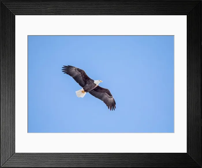 Framed Print : A bald eagle soars in the clear blue sky on a winter day in Iowa, with copy space for text Framed Print : A bald eagle soars in the clear blue sky on a winter day in Iowa, with copy space for text
